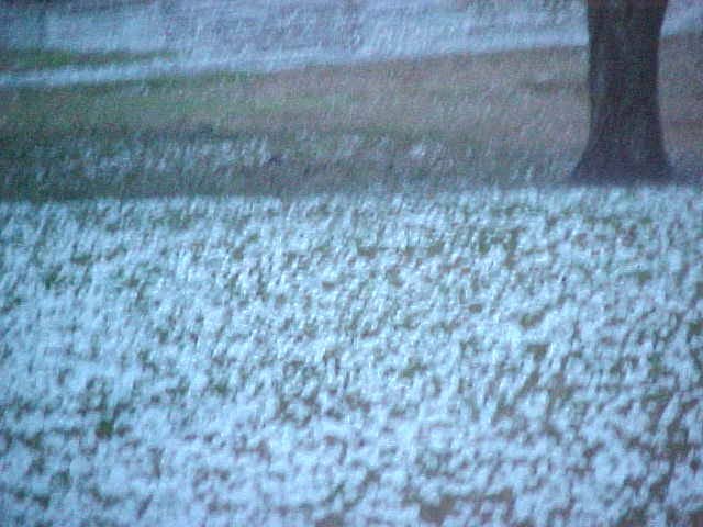 2/25/04 Whiteside Hail 01