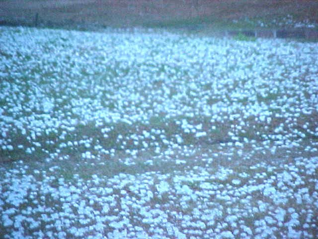 2/25/04 Whiteside Hail 02