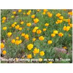 101-Poppies.jpg